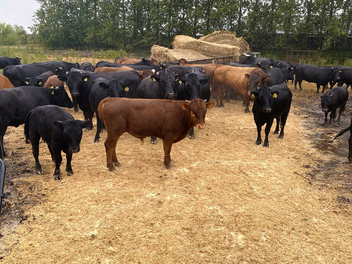 Toplag af træspåne med høj sugeevne.