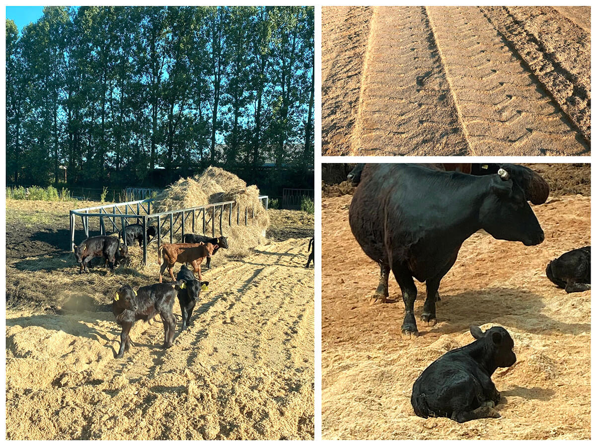 Træspåner som underlag til dyr.