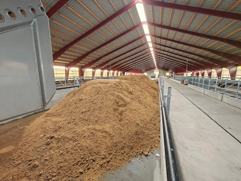 Sand tippet i sengebåse i stald til køer