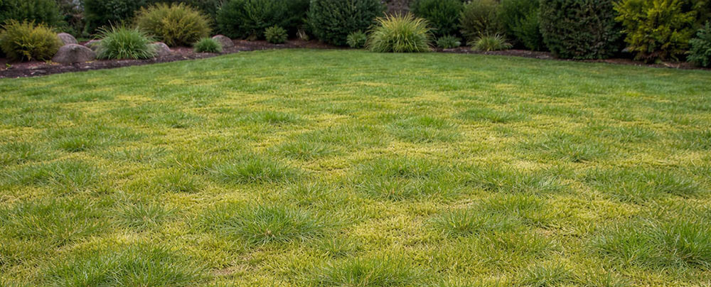 Græsplæne fyldt med mos