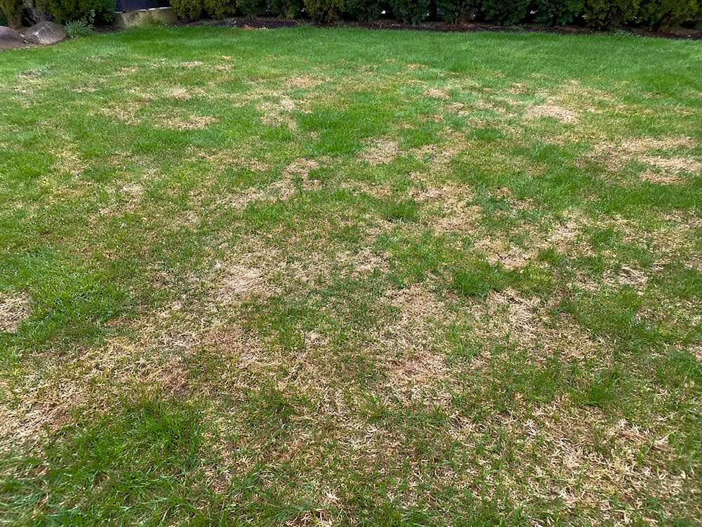 En græsplæne med pletter